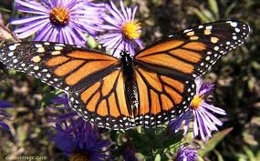 Manarch Butterfly