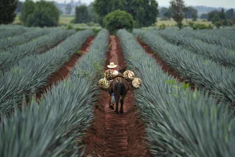 Tour Ruta del Tequila | PANORAMEX ®