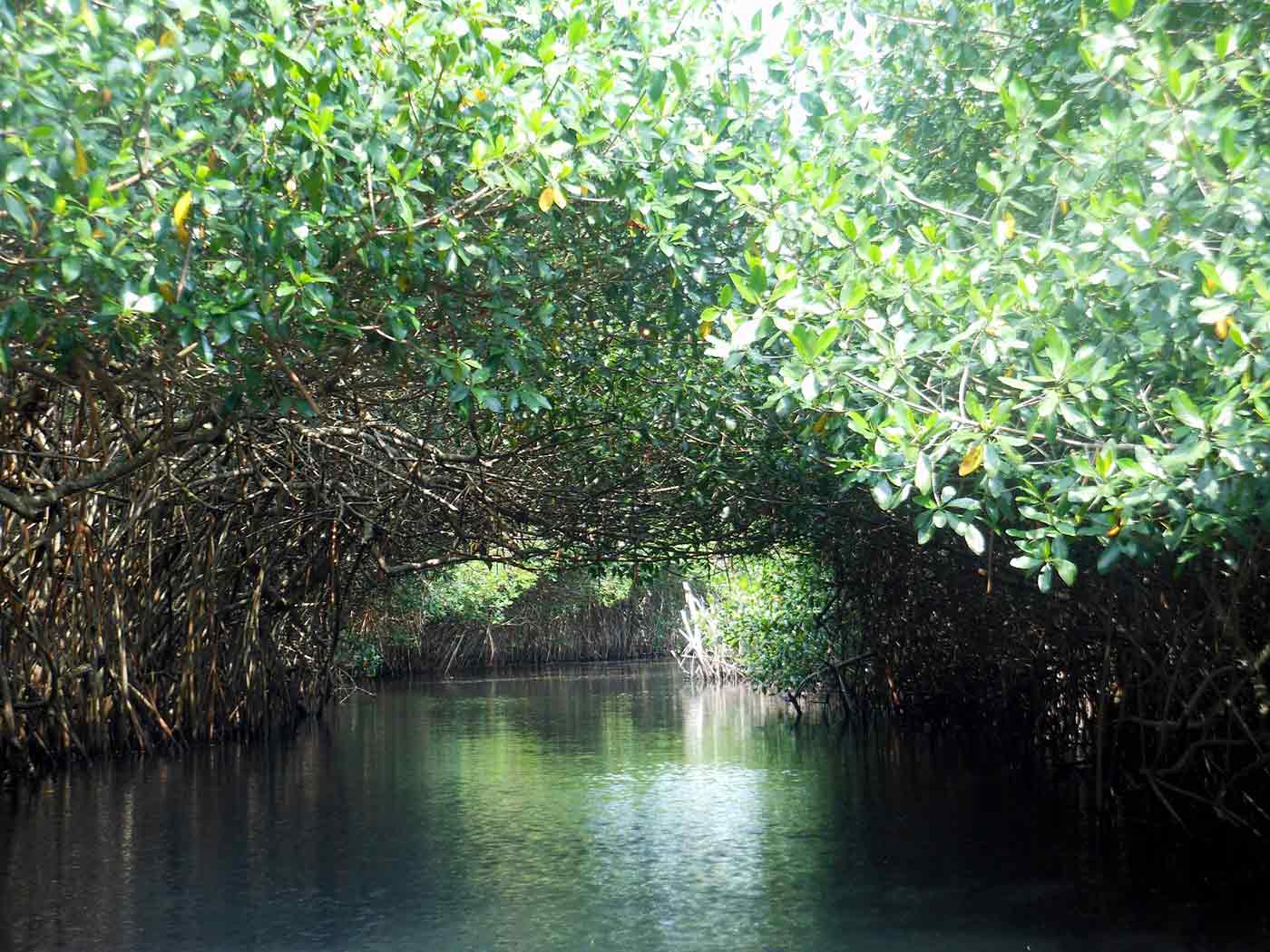 Tour La Tovara San Blas Nayarit