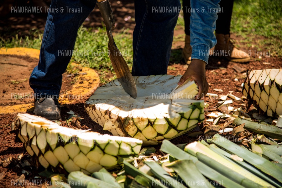 Tequila Herradura Express | PANORAMEX ®